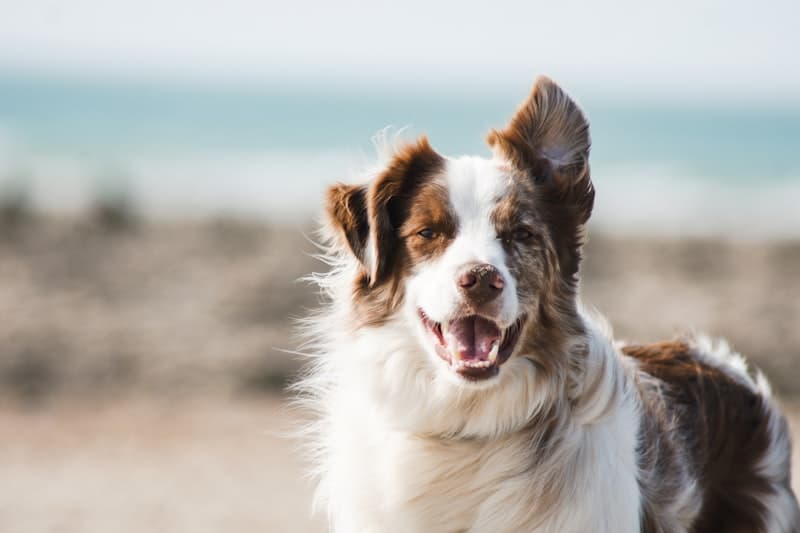 Comforting dog for depression support
